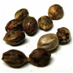 Семена марихуаны АК-47  (Seeds AK-47) в Инсаре